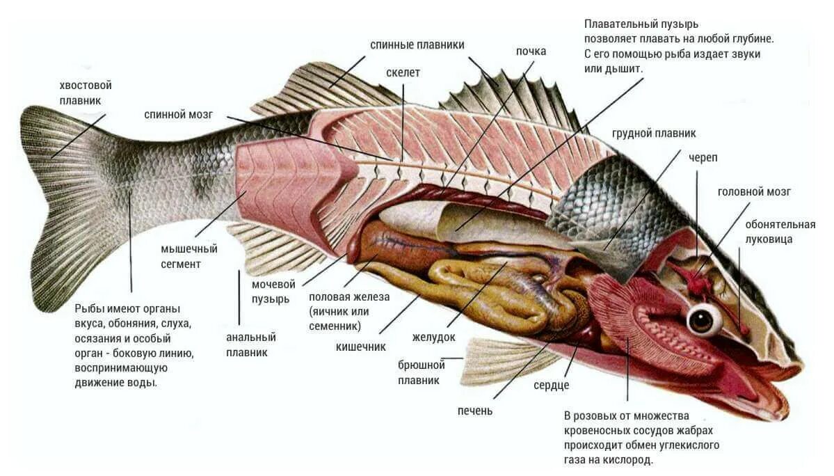 Рыба какой организм. Треска внутренне строение. Пищеварительная система рыб сазан. Внутреннее строение органов рыбы желчный пузырь. Внутренне строение костистой рыбы.