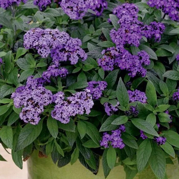 Гелиотроп цветок. Как посеять гелиотроп. Гелиотроп семена. Гелиотроп морской бриз. Как посеять гелиотроп.