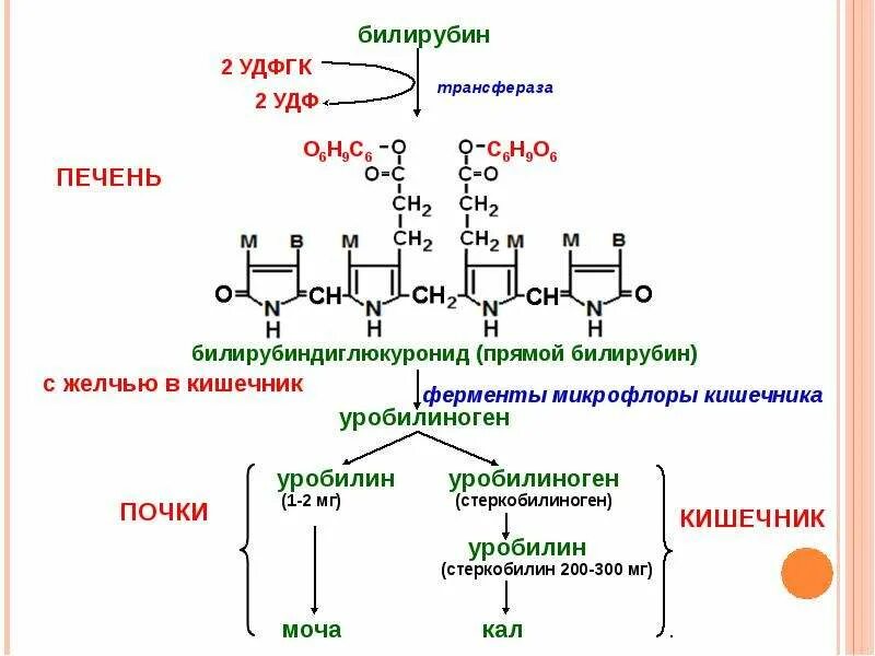Каким должен быть прямой билирубин. Прямой билирубин формула биохимия. прямой билирубин формула образование биохимия. уробилиноген стеркобилин стеркобилиноген. схема образования билирубина.