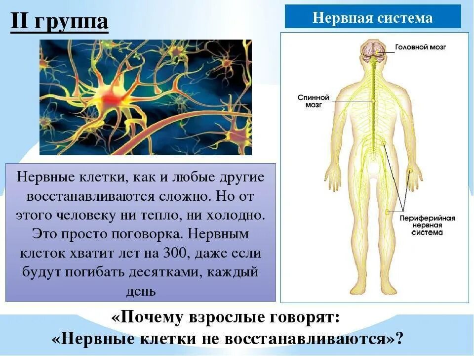 Востагавливаютсч ди нервнве контуи. Восстановление нервных клеток. Восстанавливаются ли нервные клетки. Регенерируются ли нервные клетки. Нервы будет легче