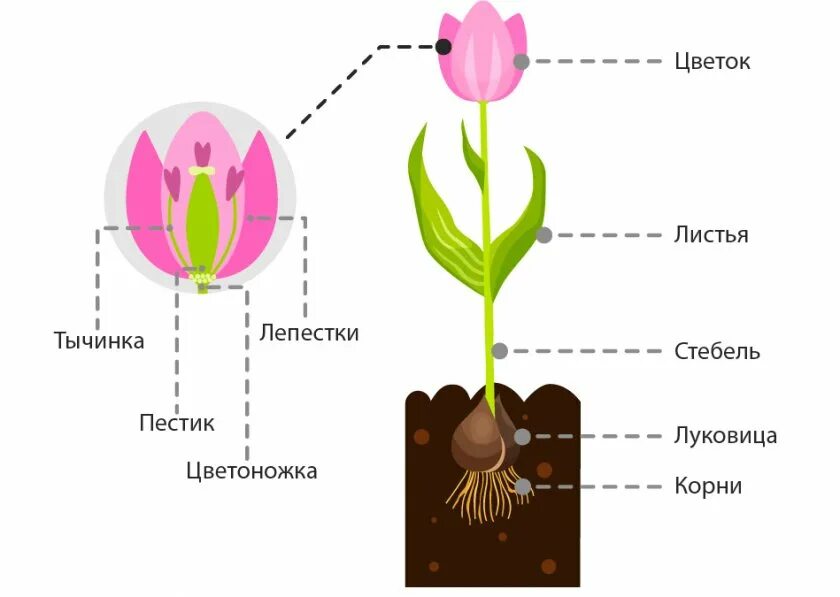 Строение луковицы тюльпана. Схема тюльпана биология. Строение тюльпана рисунок с описанием. Строение цветка тюльпана рисунок. Как вырастить тюльпан из цветка