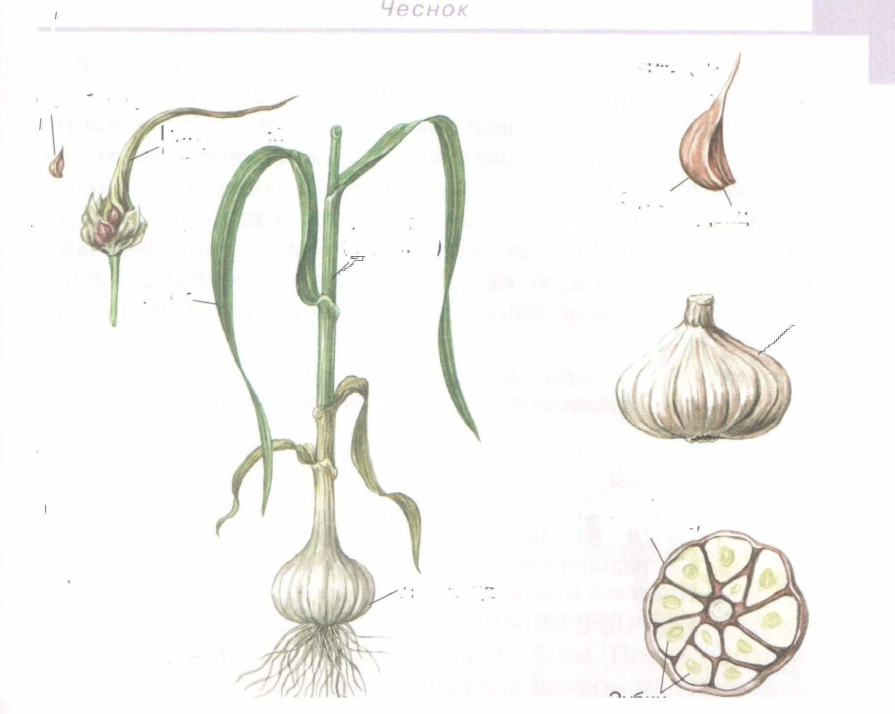 Чеснок посевной – allium sativum l. Чеснок allium sativum. Лук репчатый семейство лилейные. Строение семейства луковых. Чеснок посевной (allium sativum).