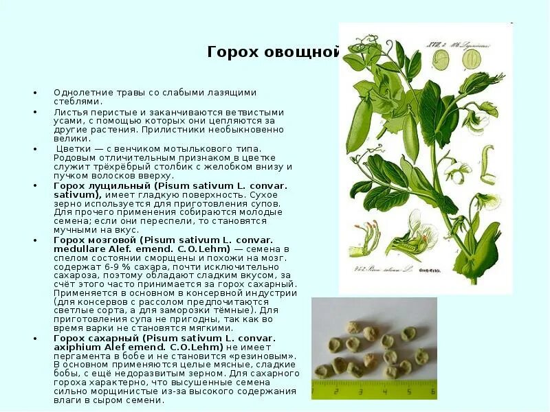 В клетках стебля гороха происходит. Стебель гороха. производство гороха. прилистники гороха. что характерно для гороха.