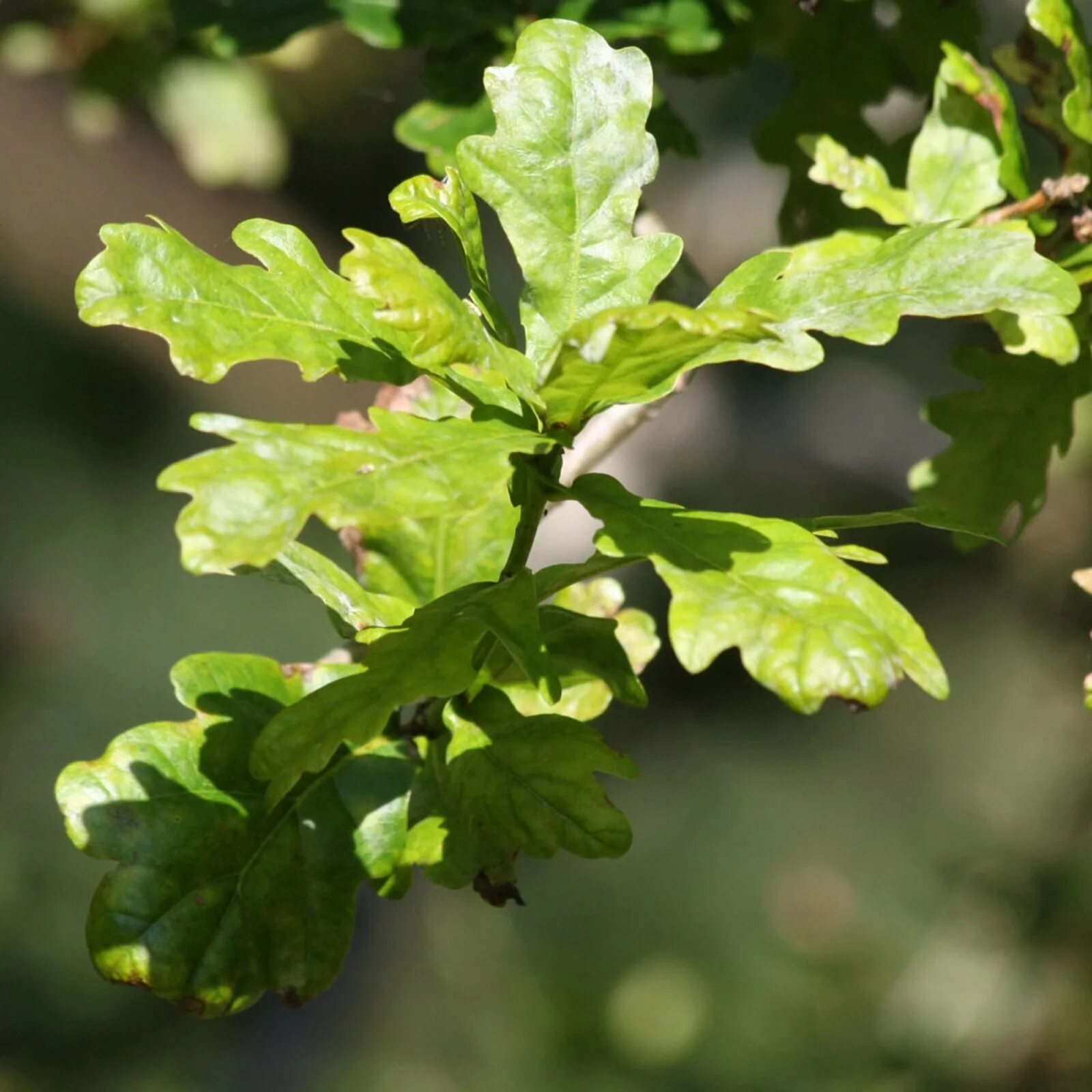 Дуб грузинский (Quercus Iberica Stev). Дуб монгольский черешчатый. Quercus Robur ' cristata '. Дуб черешчатый. Красно черешчатый дуб
