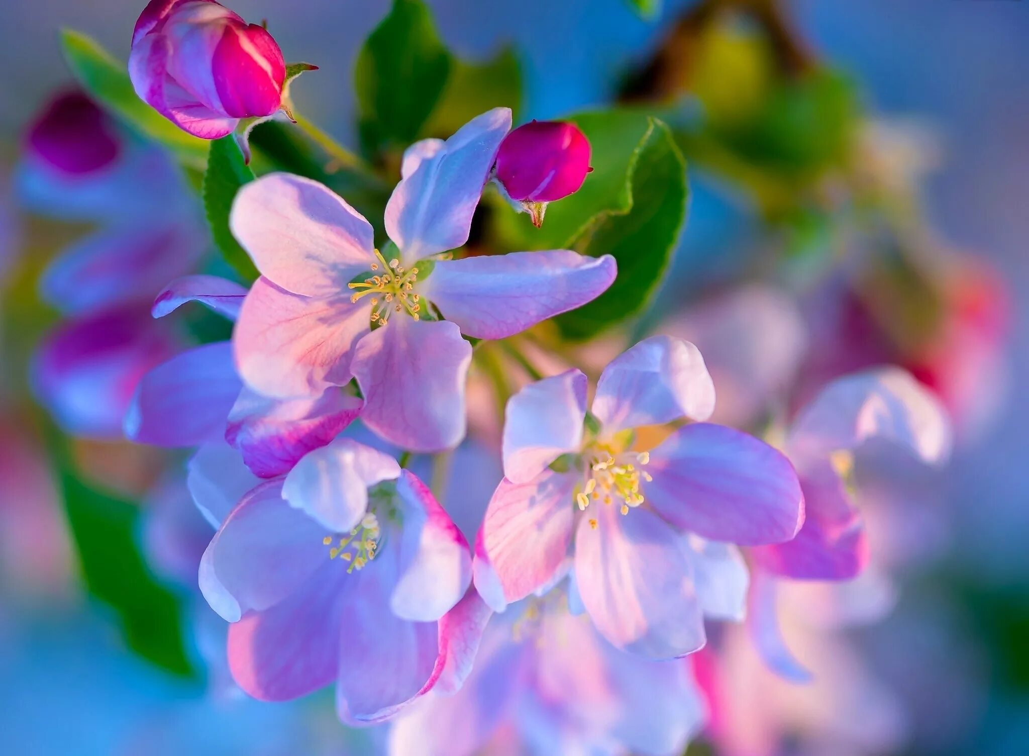 Яблоневый цвет Malus. Весенние цветы. Яблони в цвету. Май ярких цветов