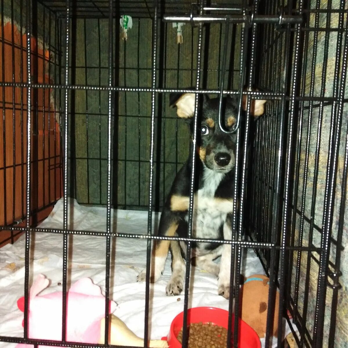 Зоомама. Зоомамы. Зоомама дзенова. Зоомама в курске приют для животных. @ебанутовеселая зоомама.