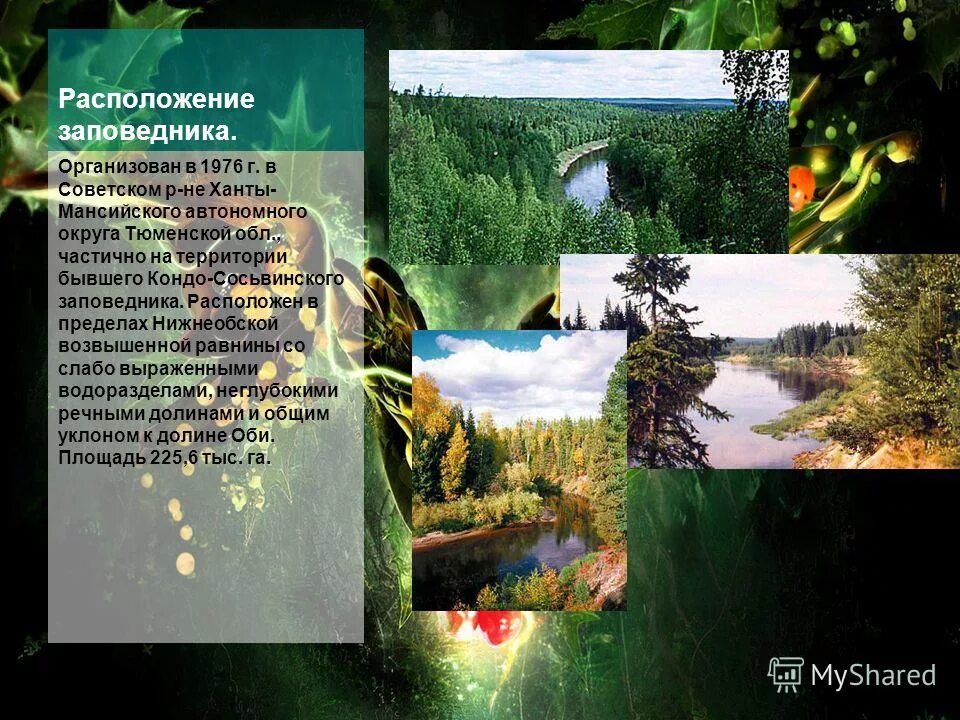 Заповедники и национальные парки югры. Природный заповедник "малая сосьва". Заповедники хмао малая сосьва. Природный заповедник "малая сосьва". Леса ханты мансийска леса ханты мансийска.