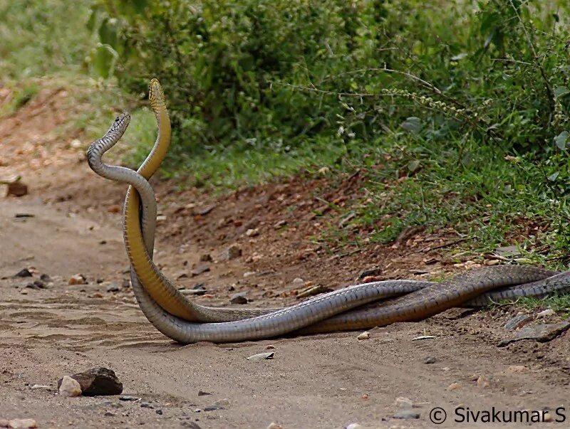Hognose змея. Почему умирают змеи. Широконосая восточная змея притворяется мертвой. Змея прикидывается мертвым. Профилактика при укусах змей.