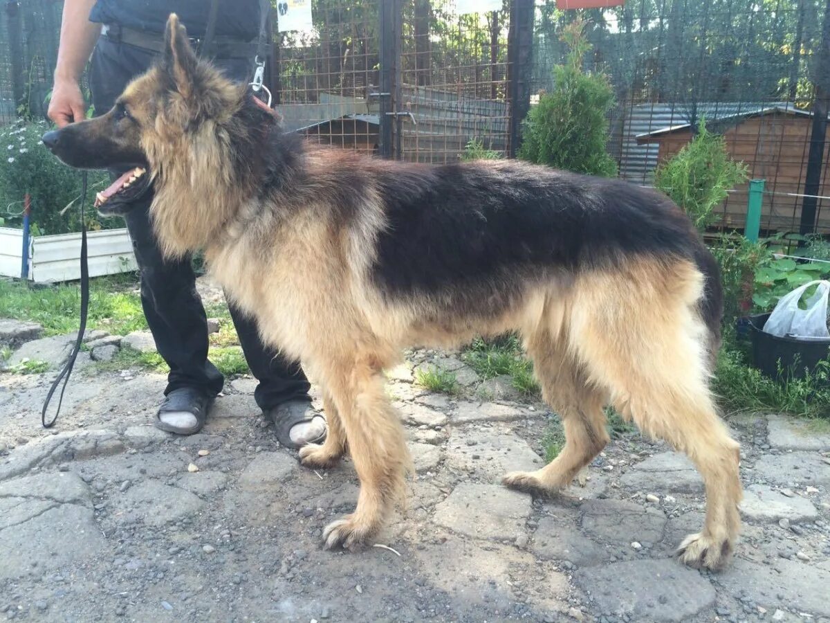 Бельгийская овчарка подстрижка. Стрижка немецкой овчарки. Колли длинношерстная дворняга. Стриженная овчарка. Подстриженная немецкая овчарка.