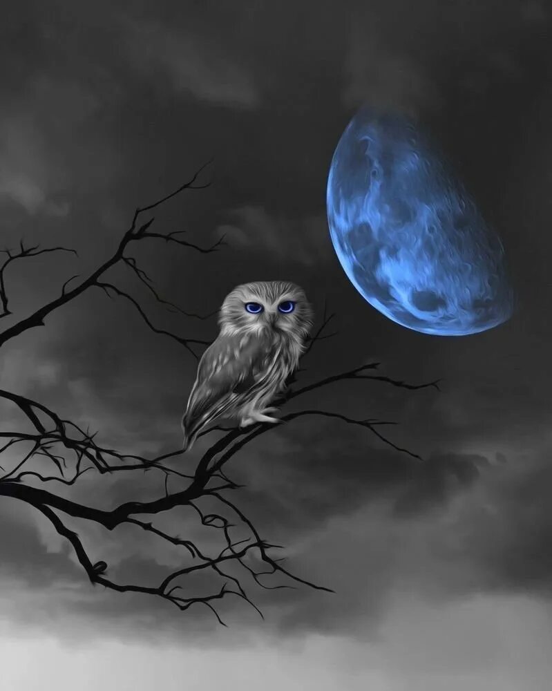 Ночные совы и летнее небо читать. Сова ночью. Ночь Луна Сова. Сова на фоне Луны. Сова на ветке на фоне Луны.