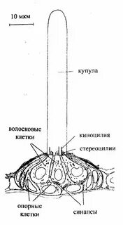 Глаза гессе