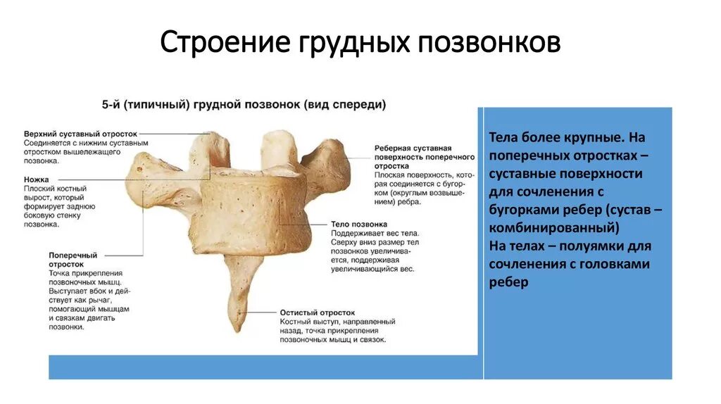 Грудной позвонок характеристика