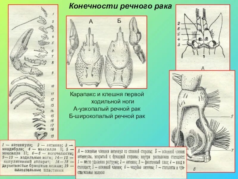 Конечности пресноводных. Ходильные ноги ракообразных. Карапакс у ракообразных. Грудные конечности ракообразных. Клешня речного рака