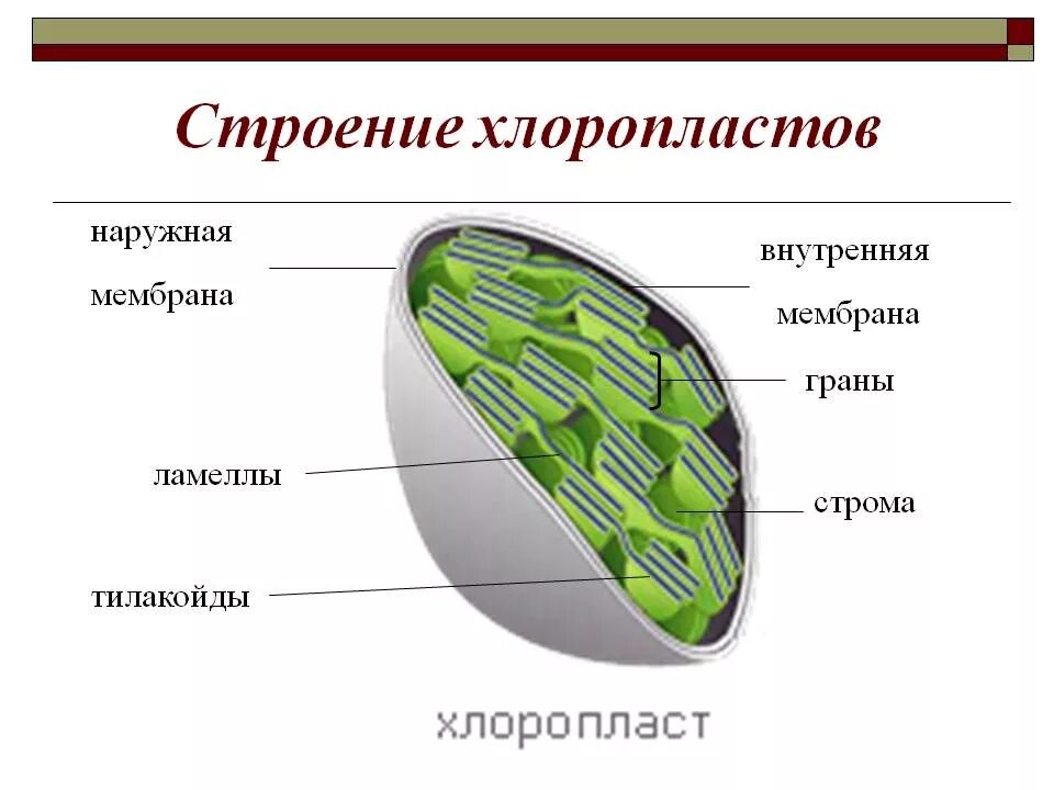 Мембрана хлоропласта строение. Строение хлоропласта Ламелла. Ламеллы хлоропластов. Строение хлоропласта 6 класс биология. Схематическое строение хлоропласта.