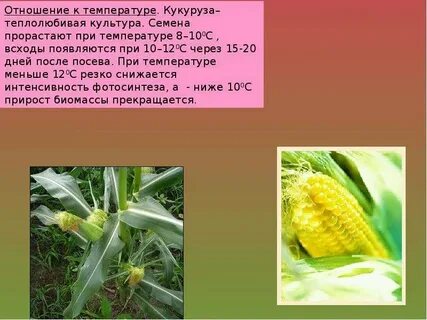 Какие признаки характерны для кукурузного поля