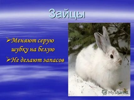 Заяц осенью меняет серую шубку на белую
