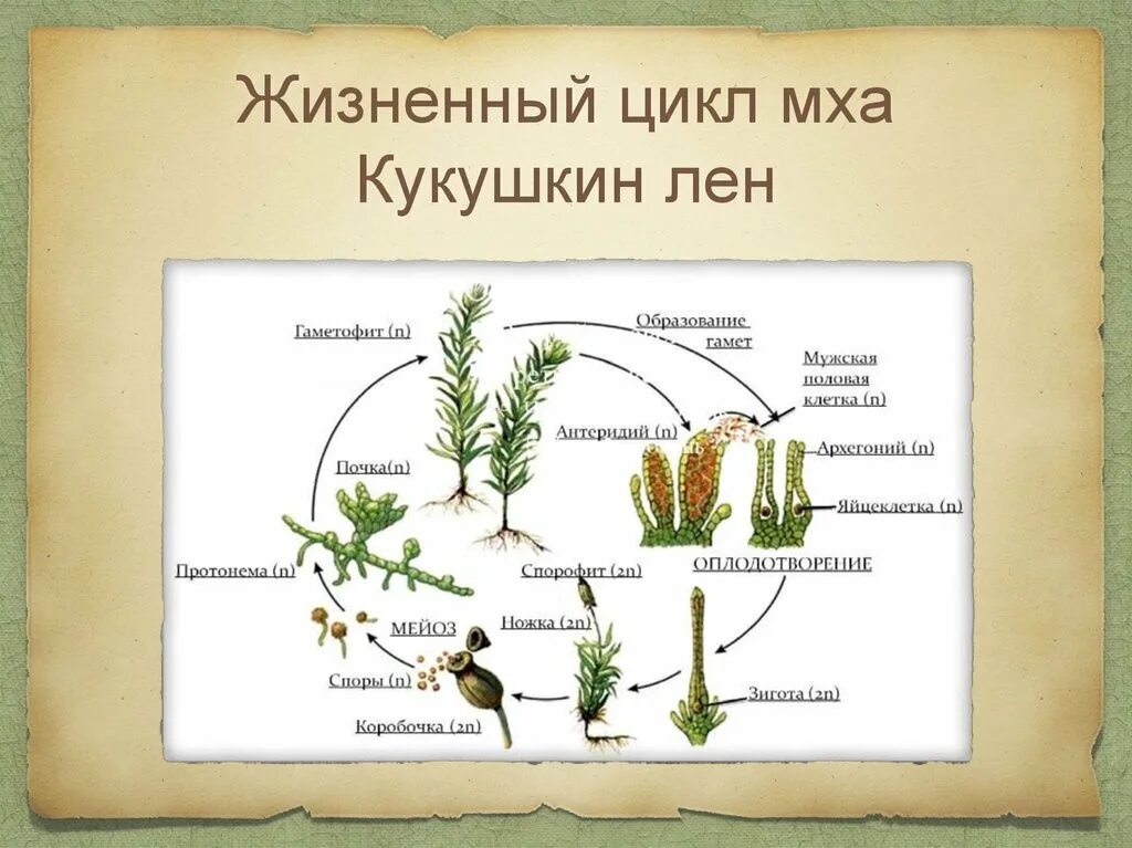 Этапы жизненного цикла кукушкина льна. Жизненный цикл мха Кукушкин лен схема. Цикл развития Кукушкина льна схема. Размножение мха Кукушкин лен цикл развития. Жизненный цикл мхов схема.