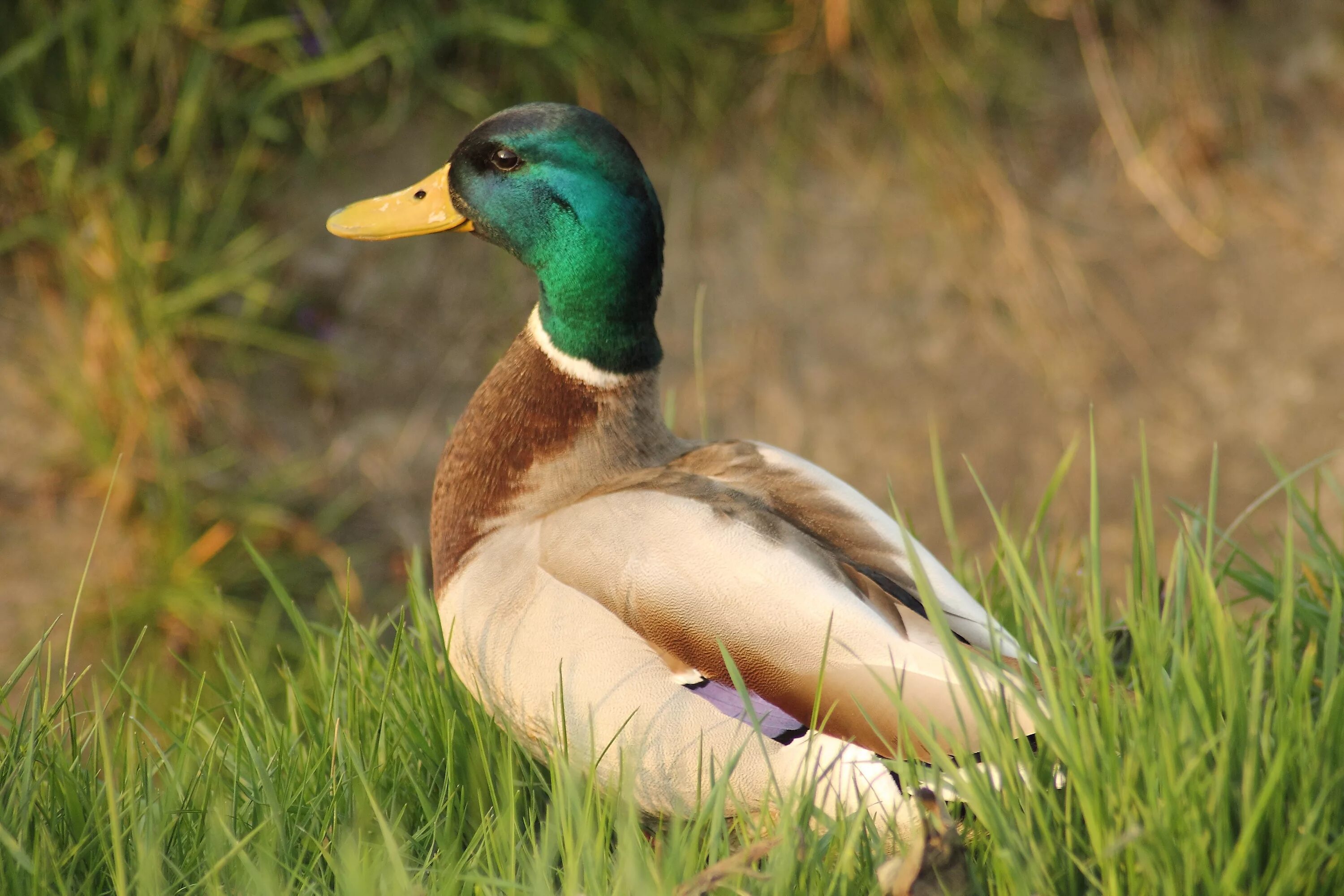 Ducking ru. Дикая утка кряква. Утка кряква селезень. Утка кряква самка. Селезень утки кряквы.