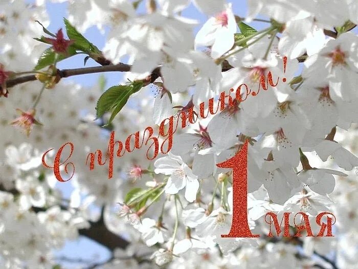 1 Мая цветы. Цветущие яблони с праздником 1 мая. С цветущим Первомаем!. 9 й май