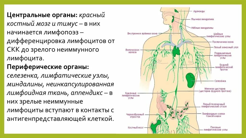 Центральные органы иммунной системы строение костного мозга. Иммунитет центральные и периферические органы иммунной системы. Периферические лимфатические узлы схема. Лимфатическая система человека схема тимус. Лимфоузлы на языке