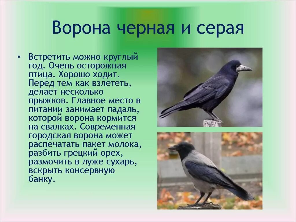 Сравнение 2 птиц. Черно серая ворона. Городские птицы. Описание птиц. Описание вороны.