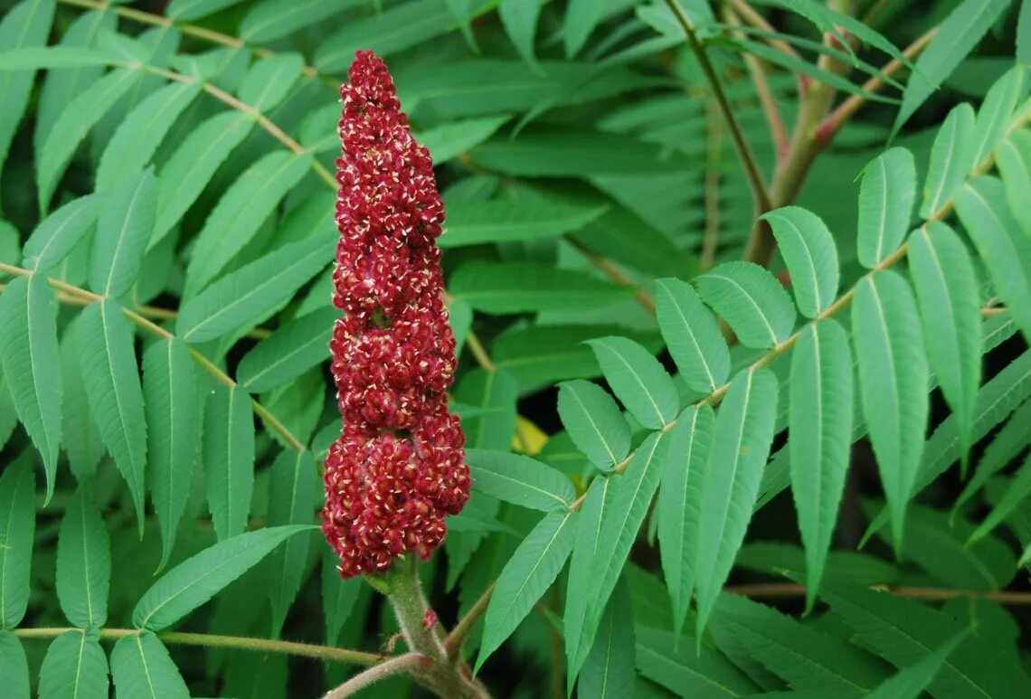 Сумах стоимость. Сумах оленерогий Rhus typhina. Сумах дубильный (Rhus coriaria. Сумах ядоносный (лаковое дерево). Сумах оленерогий уксусное дерево.