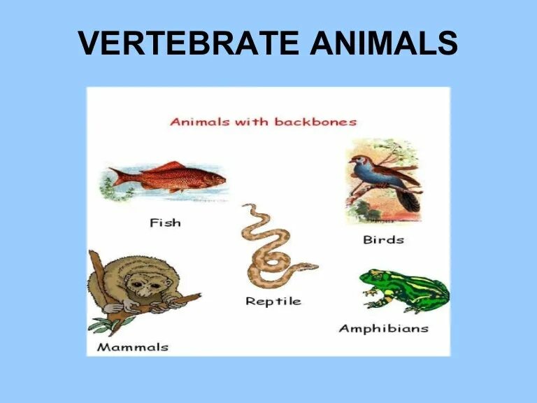 Vertebrate. Позвоночные животные. Vertebrate animals 2. Vertebrates and invertebrates.