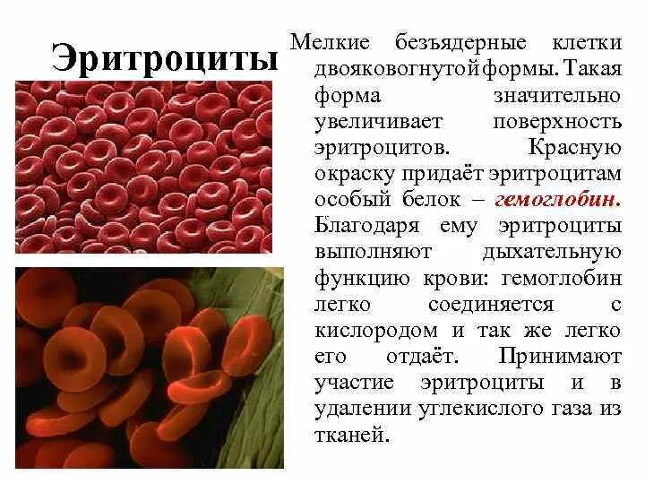 Двояковогнутая форма эритроцитов. Безъядерные эритроциты. Эритроциты форма функции. Эритроциты двояковогнутые.