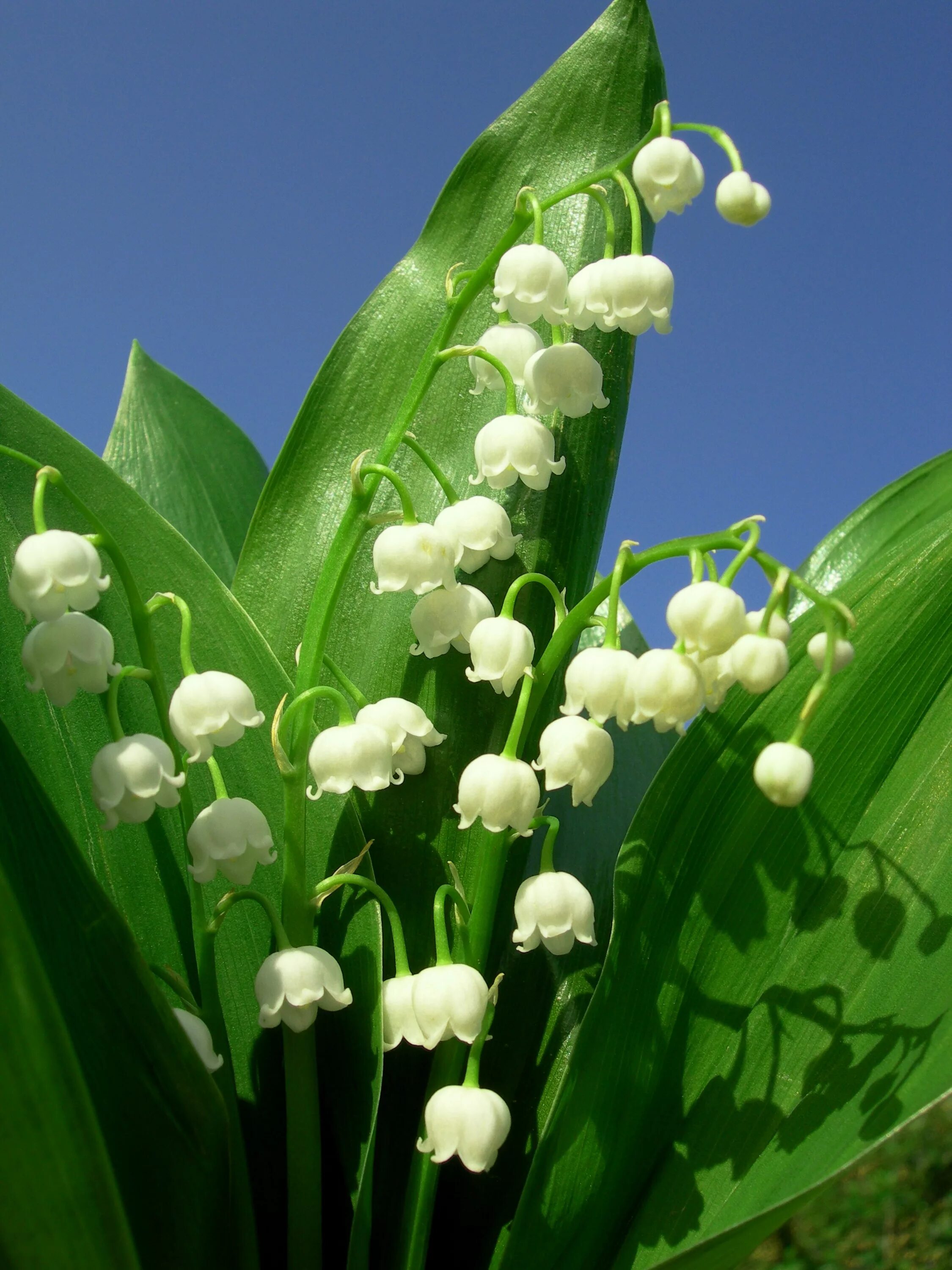 Ландыш майский ядовитый. Ландыш майский ядовитое растение или нет. Ландыши в единственном числе. Ландыши в единственном числе. Ландыш майский "grandiflora".