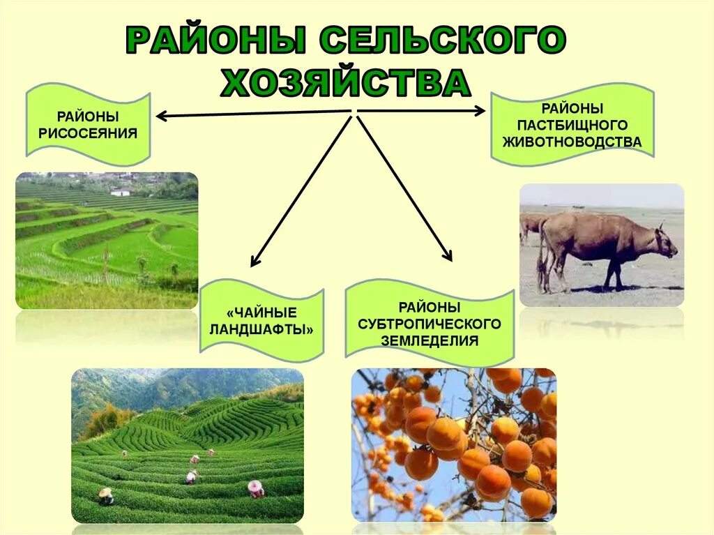 Сх центр. Основные районы сельского хозяйства зарубежной Азии. Районы субтропического земледелия зарубежной Азии. Сельское хозяйство Азии таблица. Сельское хозяйство и специализация Азии таблица.