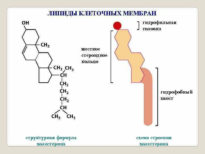Липид не входящий в состав мембраны животных. Гидрофильные головки липидов мембран. липиды клеточных мембран. гидрофобные липиды.
