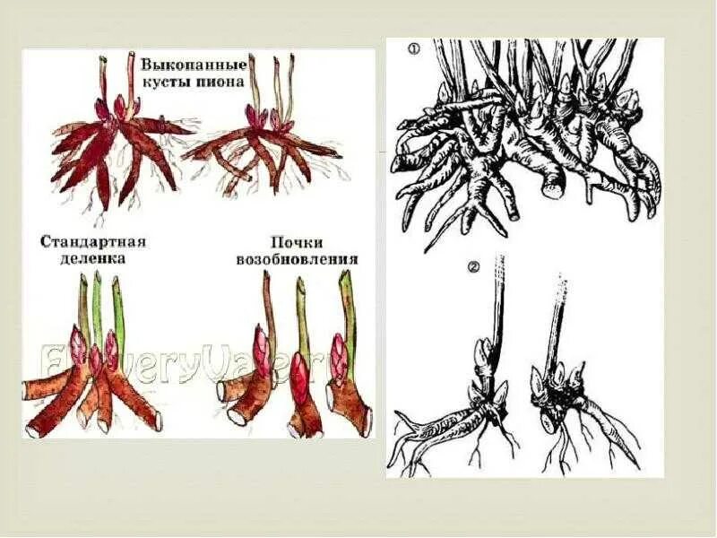 Деление корневища. Вегетативное размножение растений делением куста. Деленка пиона 3-5 почек. Размножение пионов отводками. Деленка пиона.