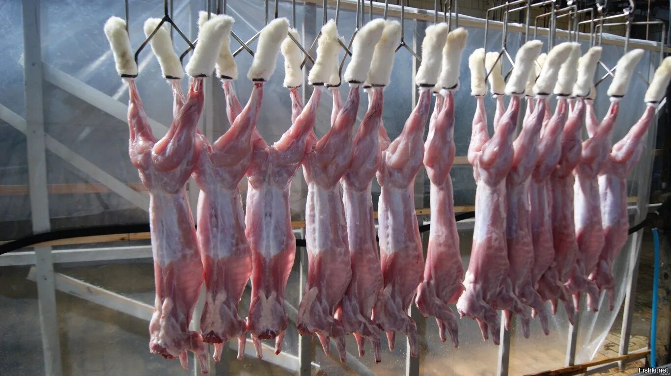 санитарные требования к мясному цеху. ветеринарно санитарные правила мяса. ветеринарно санитарная оценка мяса. ветеринарно-санитарный осмотр убойных животных. ветсанэкспертиза мяса и мясной продукции.