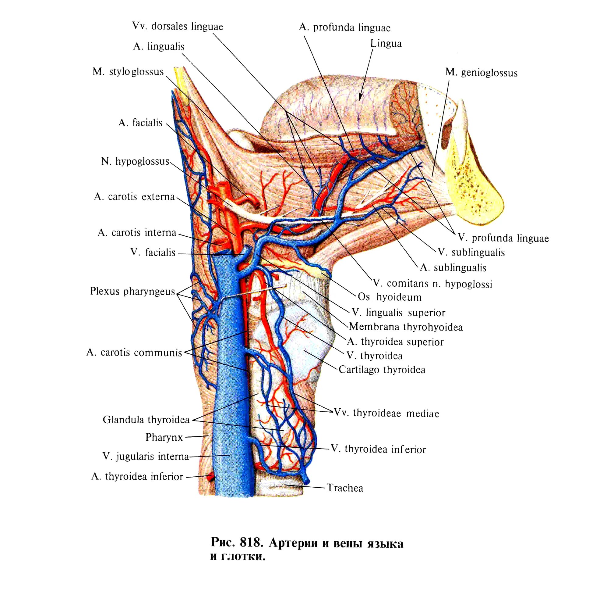 Глотка функции строение кровоснабжение иннервация. Иннервация языка анатомия человека. Глотка строение топография кровоснабжение иннервация.