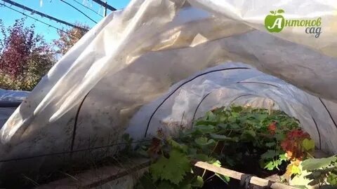 Виноград сибирь укрыть