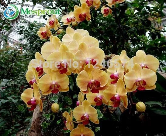 Buying Orchids: 