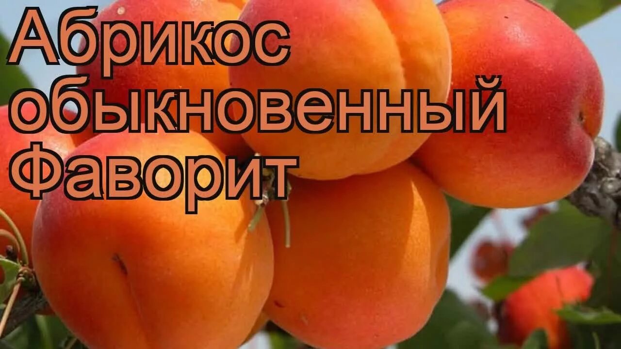 Абрикос сорт фаворит. Абрикос фаворит. абрикос обыкновенный. абрикос фаворит фото. абрикос фаворит описание сорта.