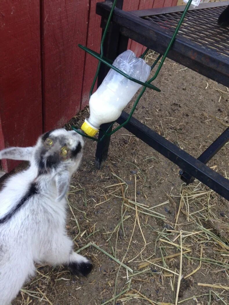 Можно ли поить козлят. Поилки для коз. Поилка для новорожденных козлят. Поилка для козлят молоком. Поилки для козлят из бутылок.