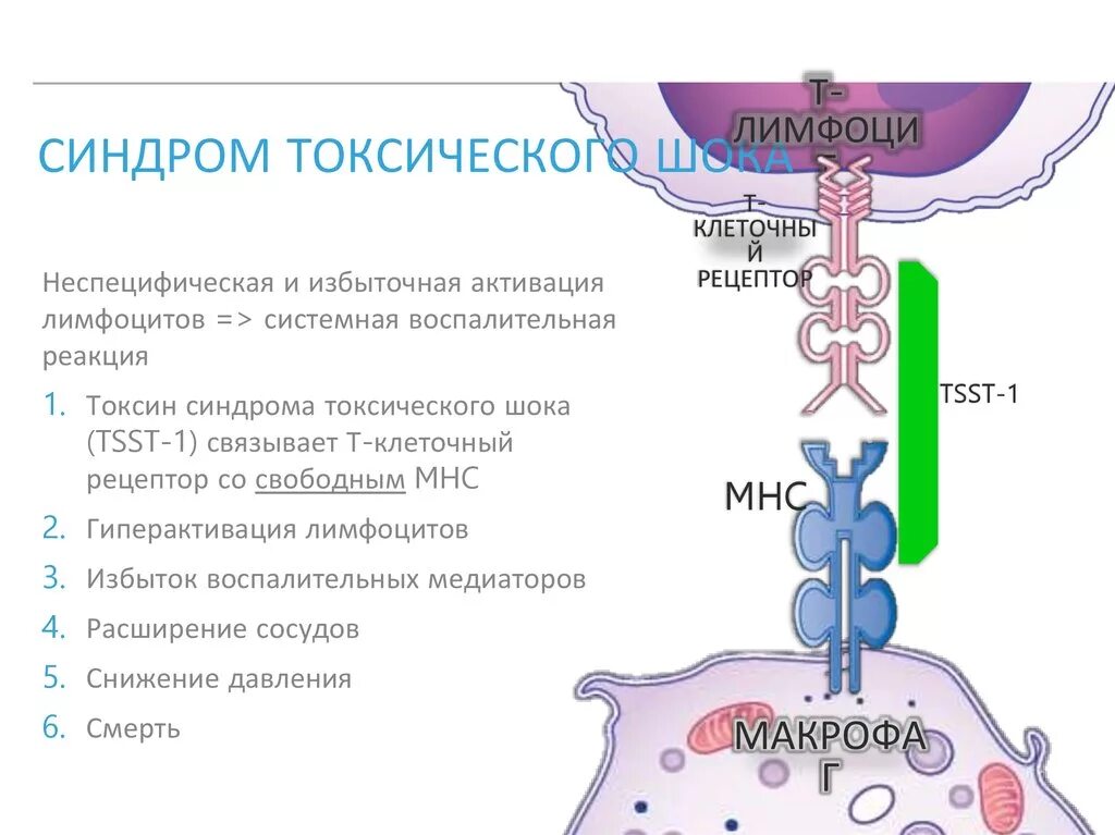 Стрептококковый шок. Синдром стафилококкового токсического шока (TSS – Toxic Shock Syndrome). Синдром инфекционно токсического шока. Синдром токсического шока от тампонов симптомы. Тампоны и токсический ШОК.