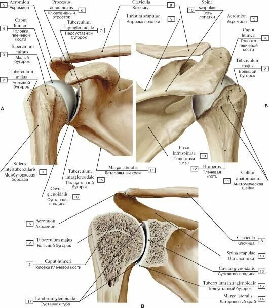 Лопатка кость человека на скелете. Анатомия плечевого сустава кости. Плечевой сустав анатомия строение. Строение плечевого сустава человека ключица. Лопаточная кость анатомия человека.