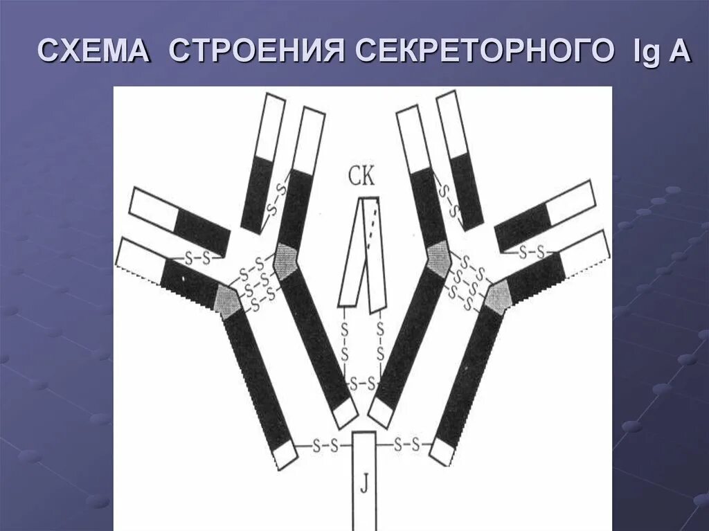 Секреторный иммуноглобулин а. Секреторный компонент иммуноглобулина а. Секреторный иммуноглобулин а1. Схема секреторного иммуноглобулина а. Секреторный иммуноглобулин а функции.