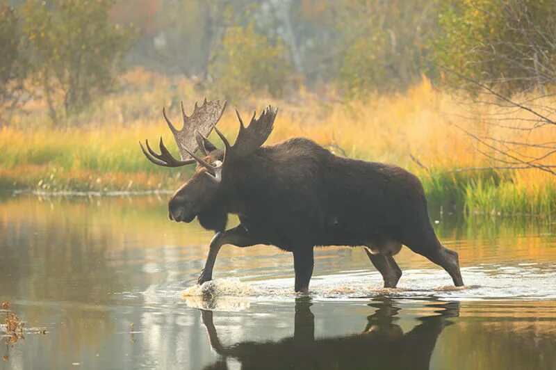 Лось сила. Лось в Кировской области. Европейский Лось alces alces. Лось бежит. Лось убегает.