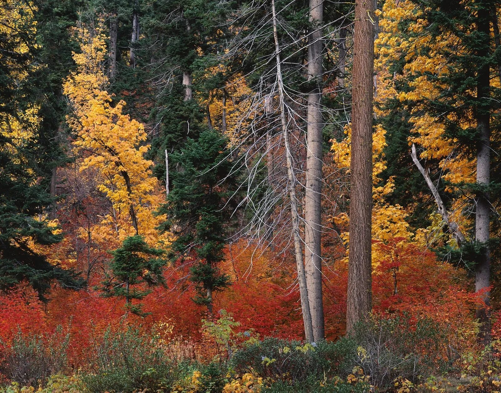 Может ли вас взволновать красота осеннего леса. Осенний лес. Лесная опушка осенью. Опушка осеннего леса. Опушка леса осенью.