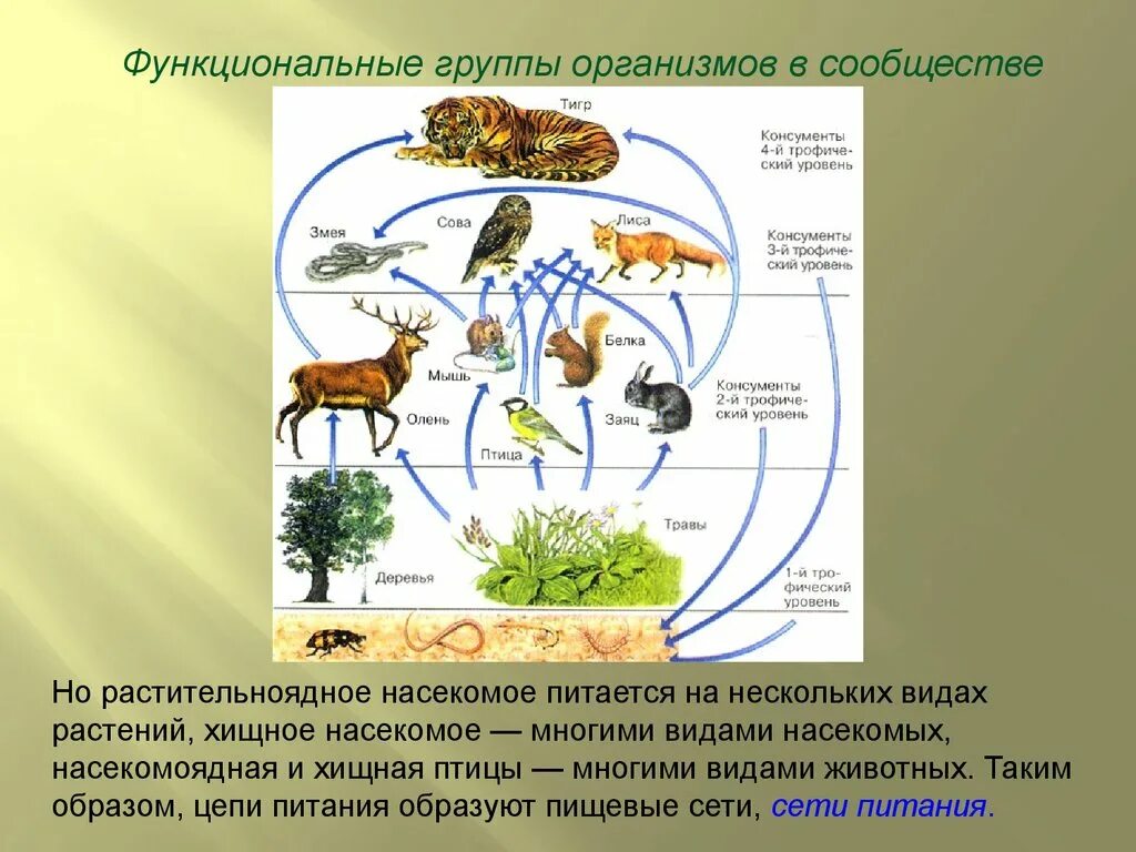 Организмы в экосистеме. Функциональные группы организмов. Группы организмов в сообществе. Функциональные группы экосистемы. Бактерии и грибы составляют в экосистеме группу