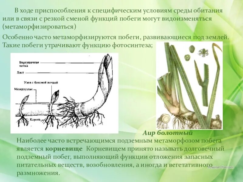 Корневище пырея представляет собой видоизмененный корень. Строение корневища. видоизменение побегов корневище. видоизмененные побеги корневище пырея. строение корневища пырея.