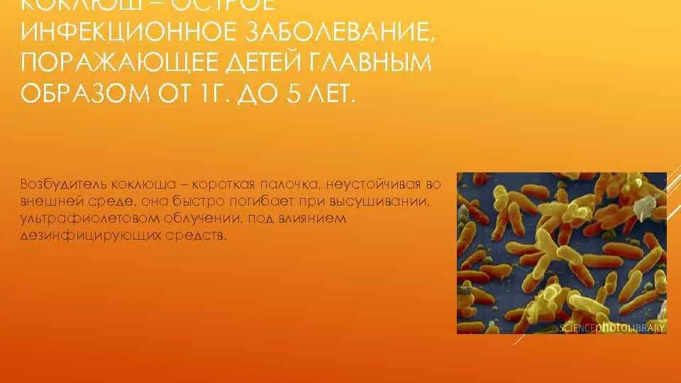 Pertussis коклюш. Возбудитель коклюша профилактика. Возбудитель паракоклюша. Бактерия возбудитель коклюша. Коклюш и микобактерии.