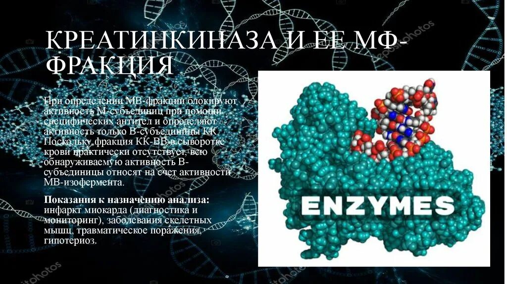 Фермент креатинкиназа. Креатинфосфокиназа фракции. Креатинкиназа биохимия. Креатинкиназа МВ фракция. Креатинкиназа субъединицы.