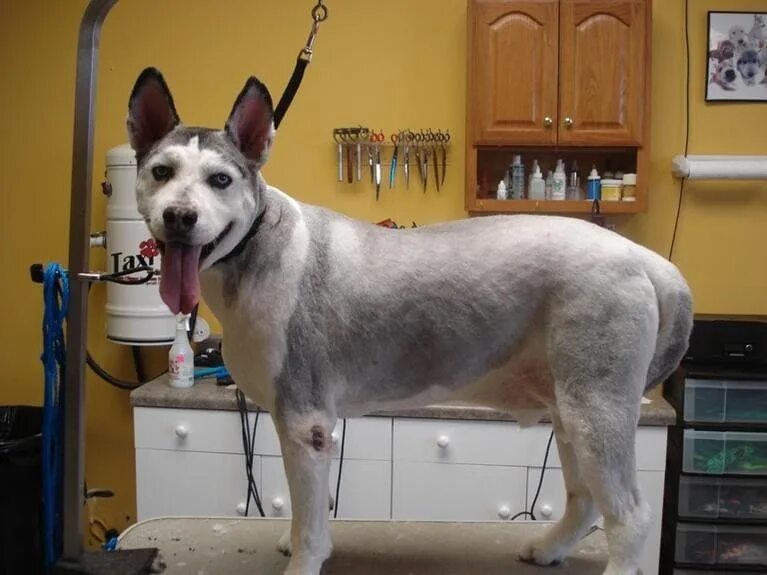 Можно ли стричь щенков. Катаракта у йоркширского терьера. Машинка для стрижки животных дм 645. Лысый хаски. Грумминг йоркширского терьера.