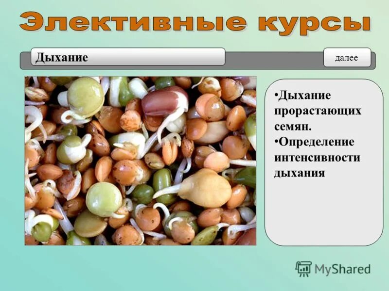 интенсивность дыхания прорастающих семян. интенсивность дыхания прорастающих семян. нормы пользования телефоном. дыхание семян презентация. стадия прорастания мандарина.