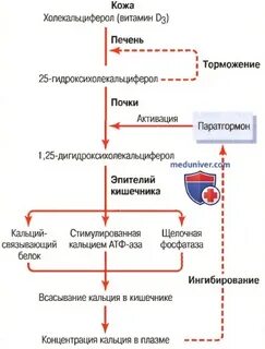 Витамин д кальциевый обмен